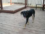 Dogs Lab mix